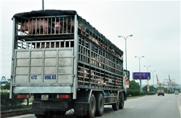 Xuất khẩu lợn sống qua cửa khẩu phụ sẽ gặp khó khăn 